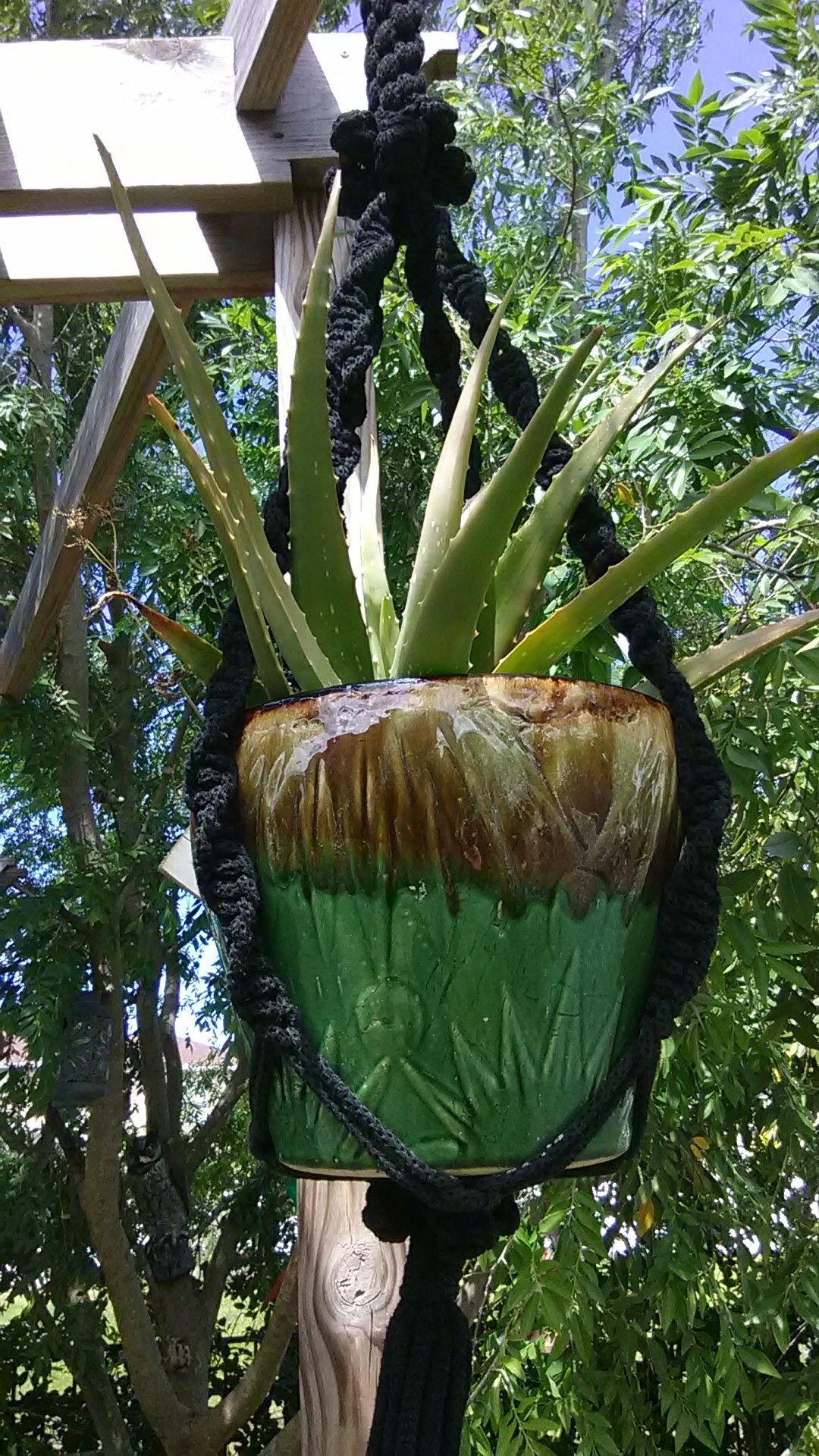 Huge Aloe Vera in macrame