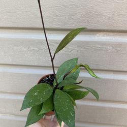 4” hoya pubicalyx royal hawaiian