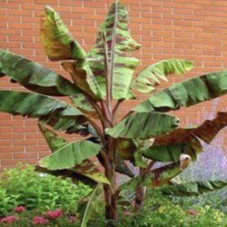 Housplant Verigated Banana Plant