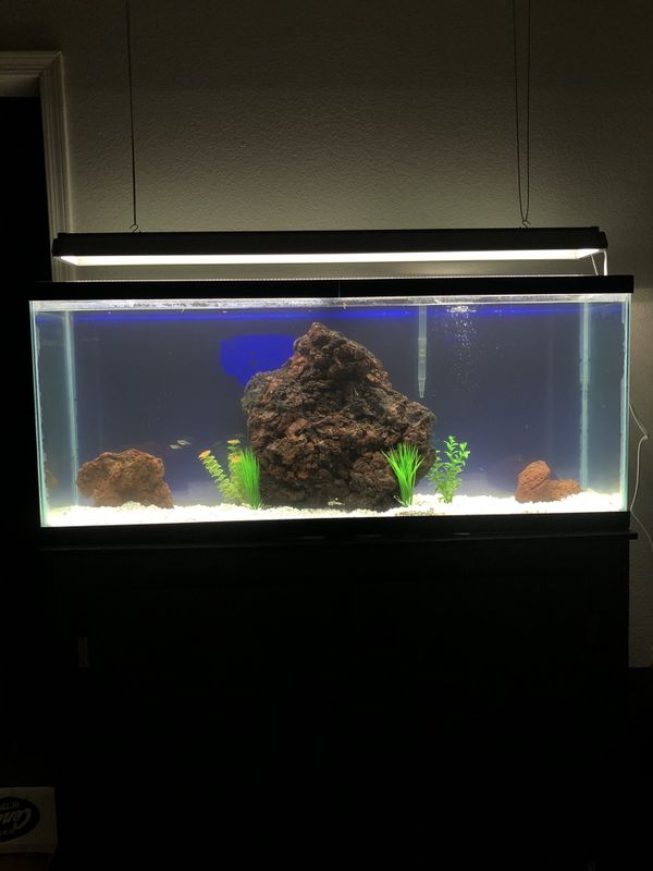 50 Gallon Fish Aquarium with Stand *Full Setup* for Sale
