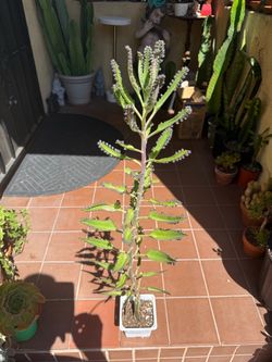Mala Madre / Tall Kalanchoe Mother of Thousands Succulent Plant