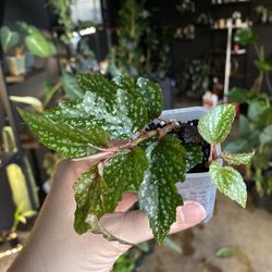 Begonia Medora | Rooted Starter Plant