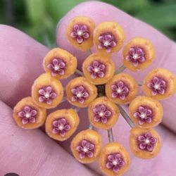 hoya endauensis In Ceramic Pot 