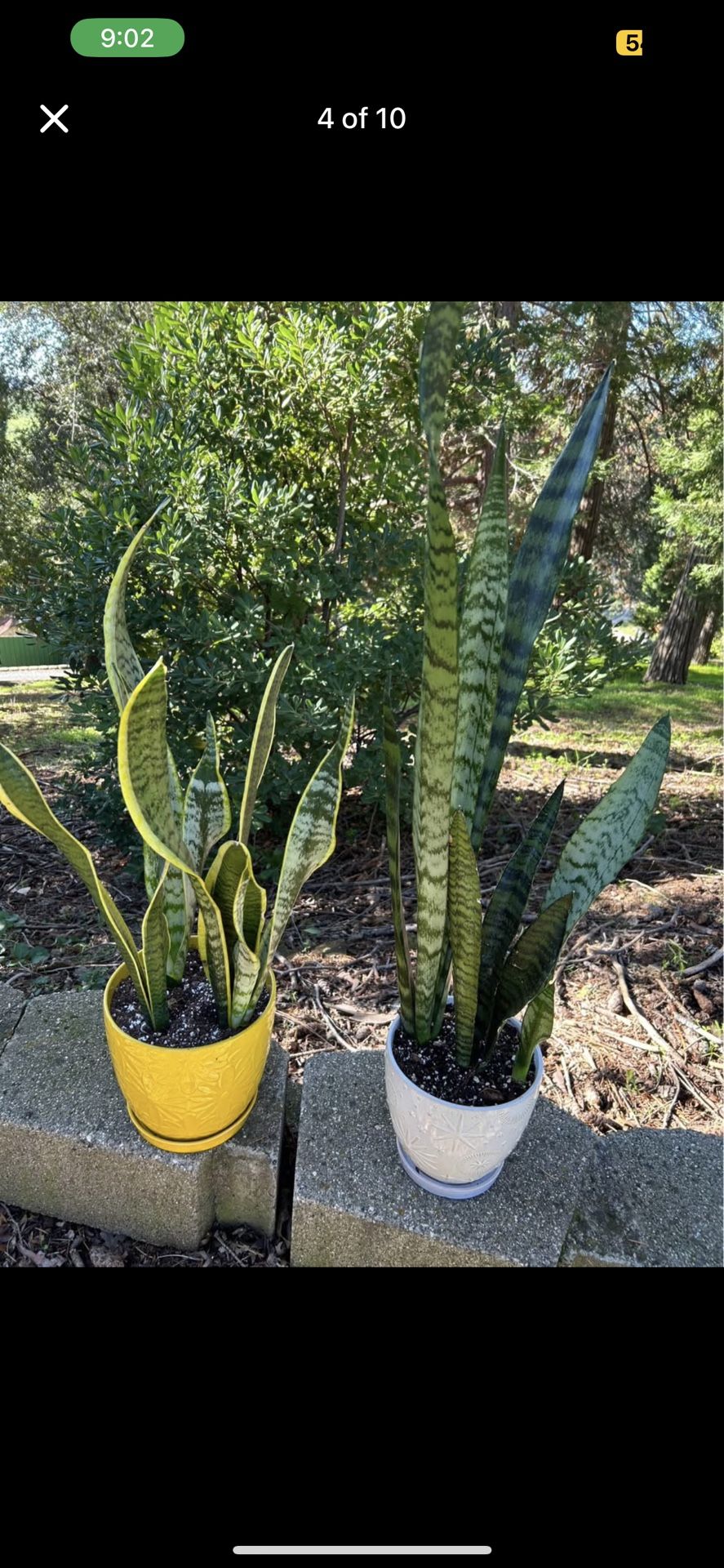 Beautiful Living Plants π± Starting At $8 And Up!