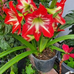 Red Amaryllis Plant