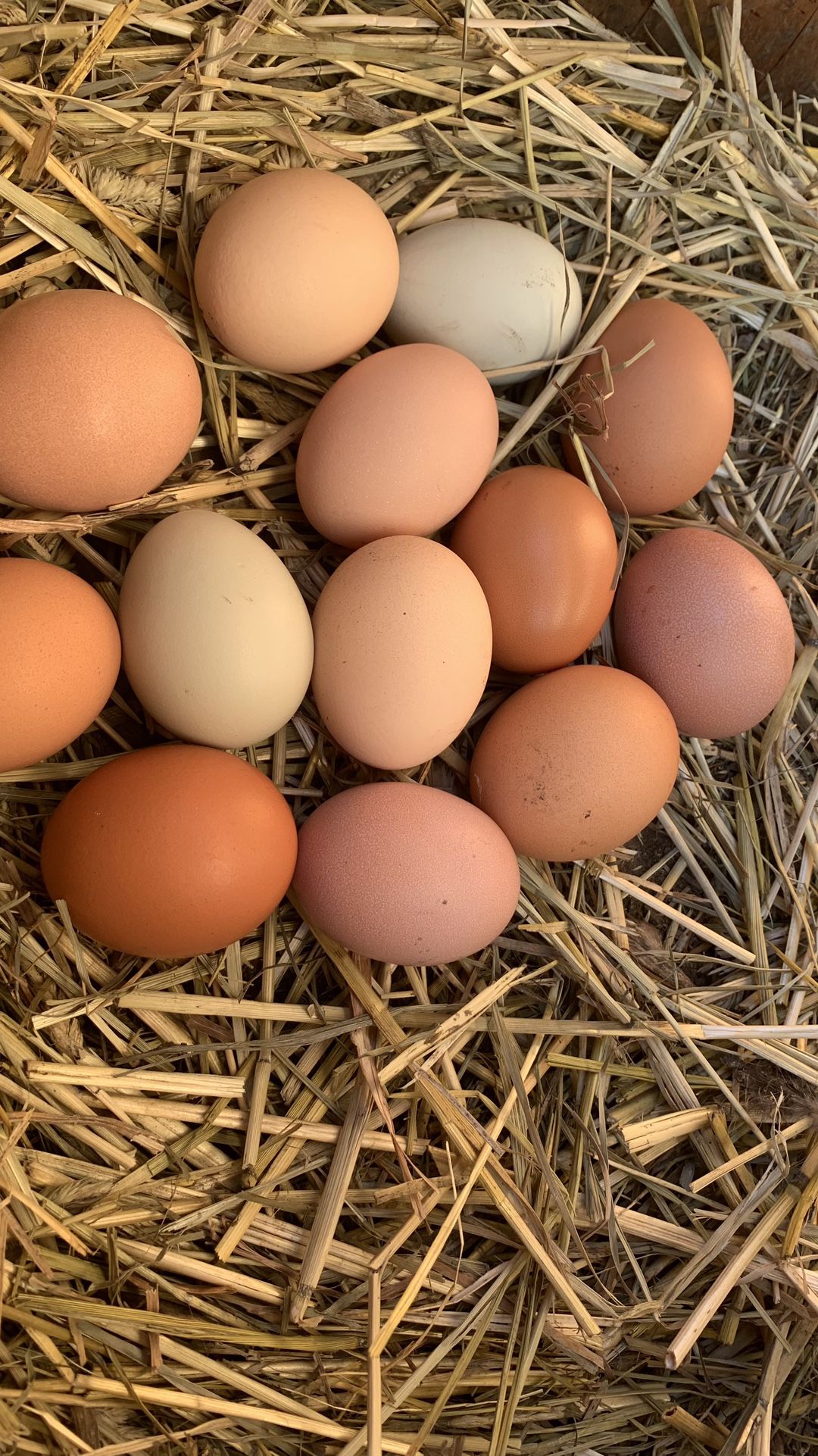 Organic -fertile hatching   eggs