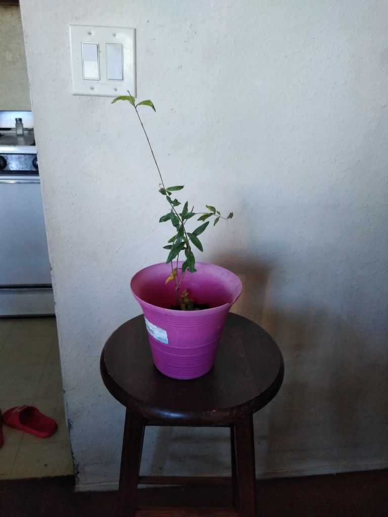 Small Pomegranate Tree