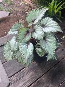 Begonia Plant
