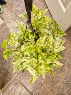 White Snow Queen Pothos