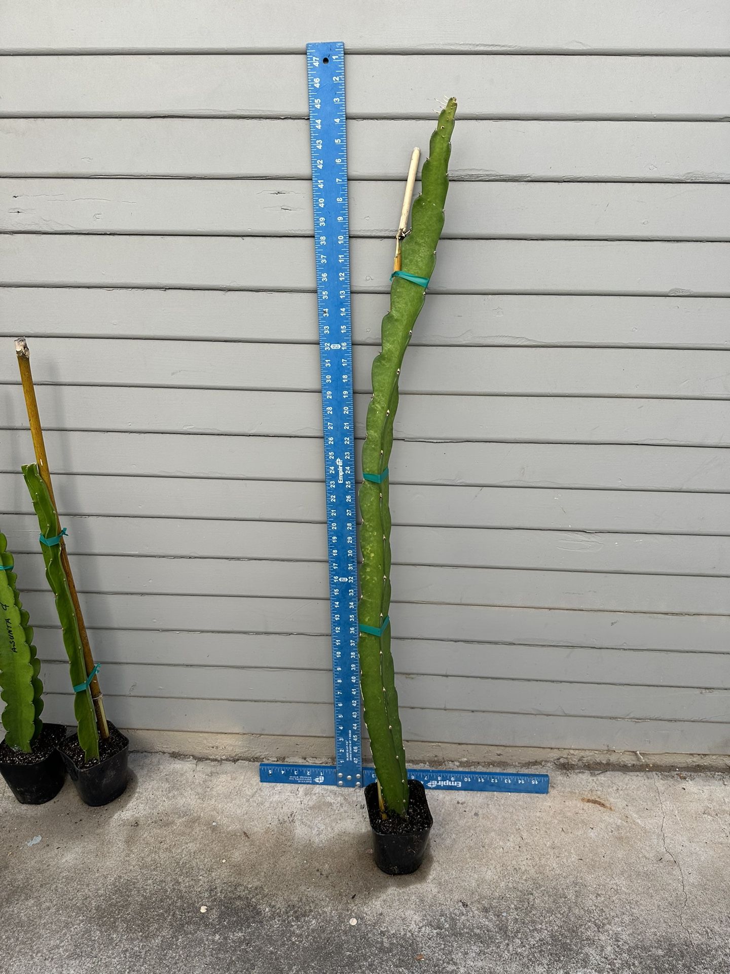 Voodoo Child Dragon Fruit - 4’ Tall And Rooted