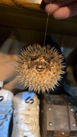 Taxidermy puffer fish
