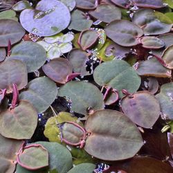 Red Root Floaters Aquarium Plant