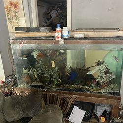 Free fish tank