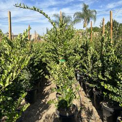 Ligustrum Waxleaf Privets Hedge