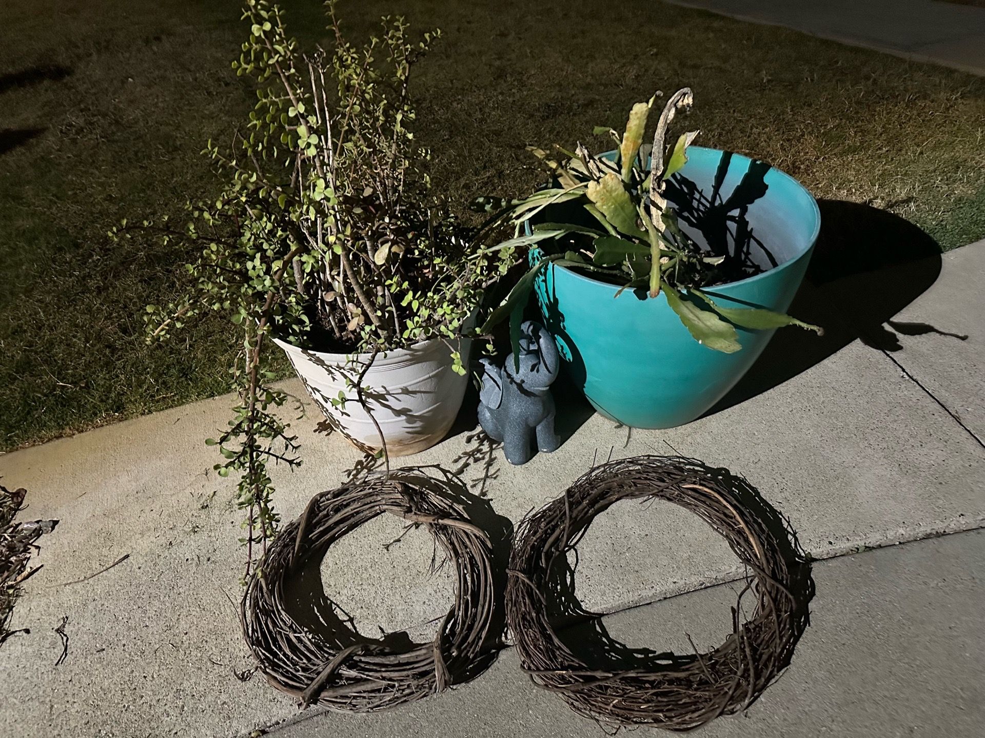 Plants and misc