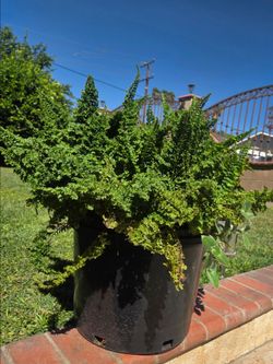 Big fern Plant