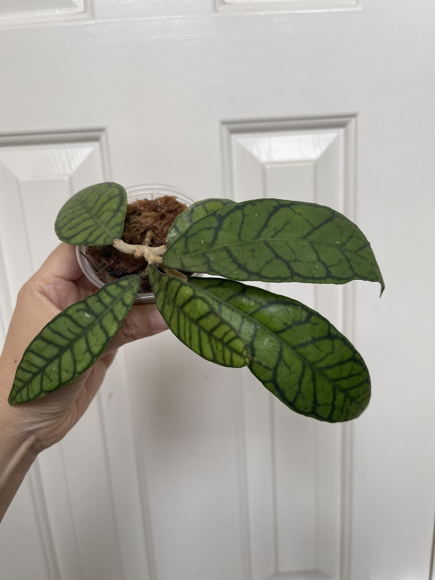 Hoya Callistophylla Plant