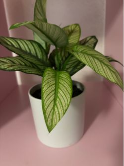 Decor