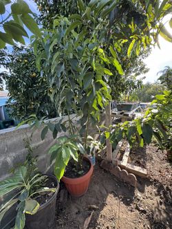 Three Big Ans Healthy Avocado Trees In One Pot