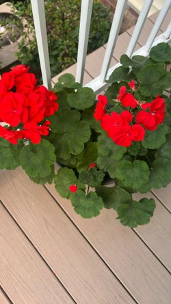 Geran Flower