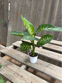 Dieffenbachia 'Tropic Snow' Plants, $10 each