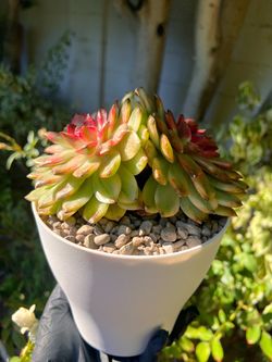 $55 - Black Crystal Variegated Double Head (7 left)