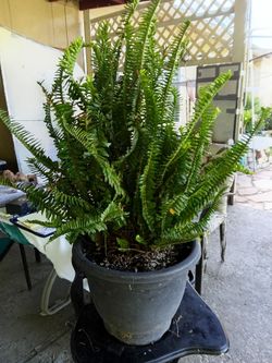 Potted Fern