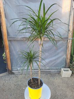 Dracaena Dragon Plant 3' Tall in 10" Nursery Pot