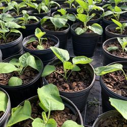 Thai Round Eggplant Plant
