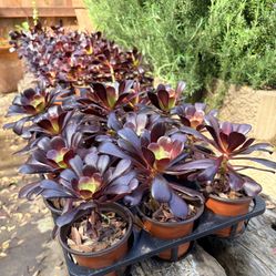 Aeonium Black Rose Succulent Plant