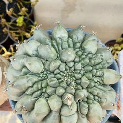 Gymocalycium Moon Cactus Inermis Imported Pot 8inch