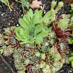 Succulents