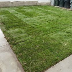 Tall Fescue SOD/Grass For Sale...