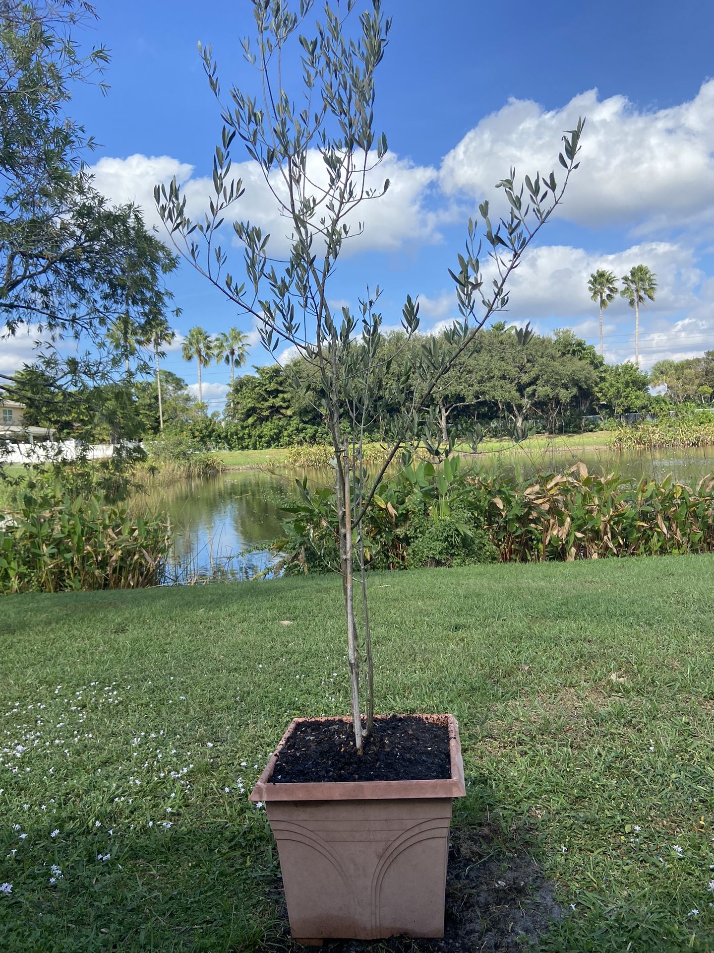 Florida Olive Tree