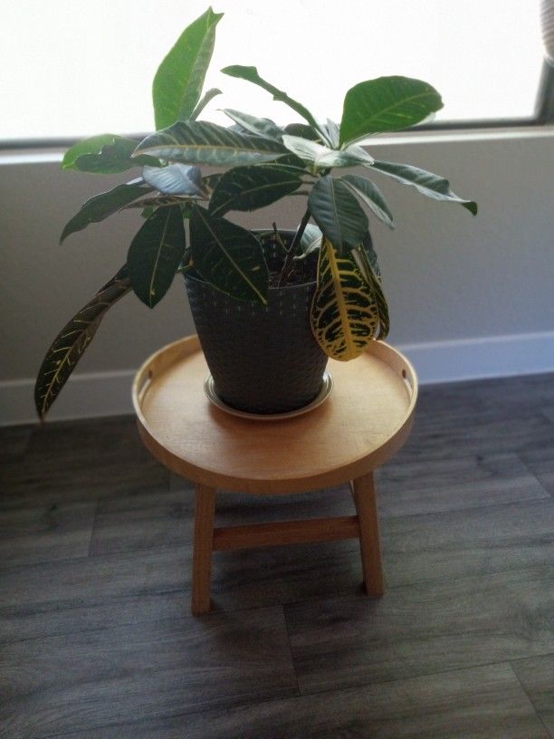 Large Croton Plant With Stand