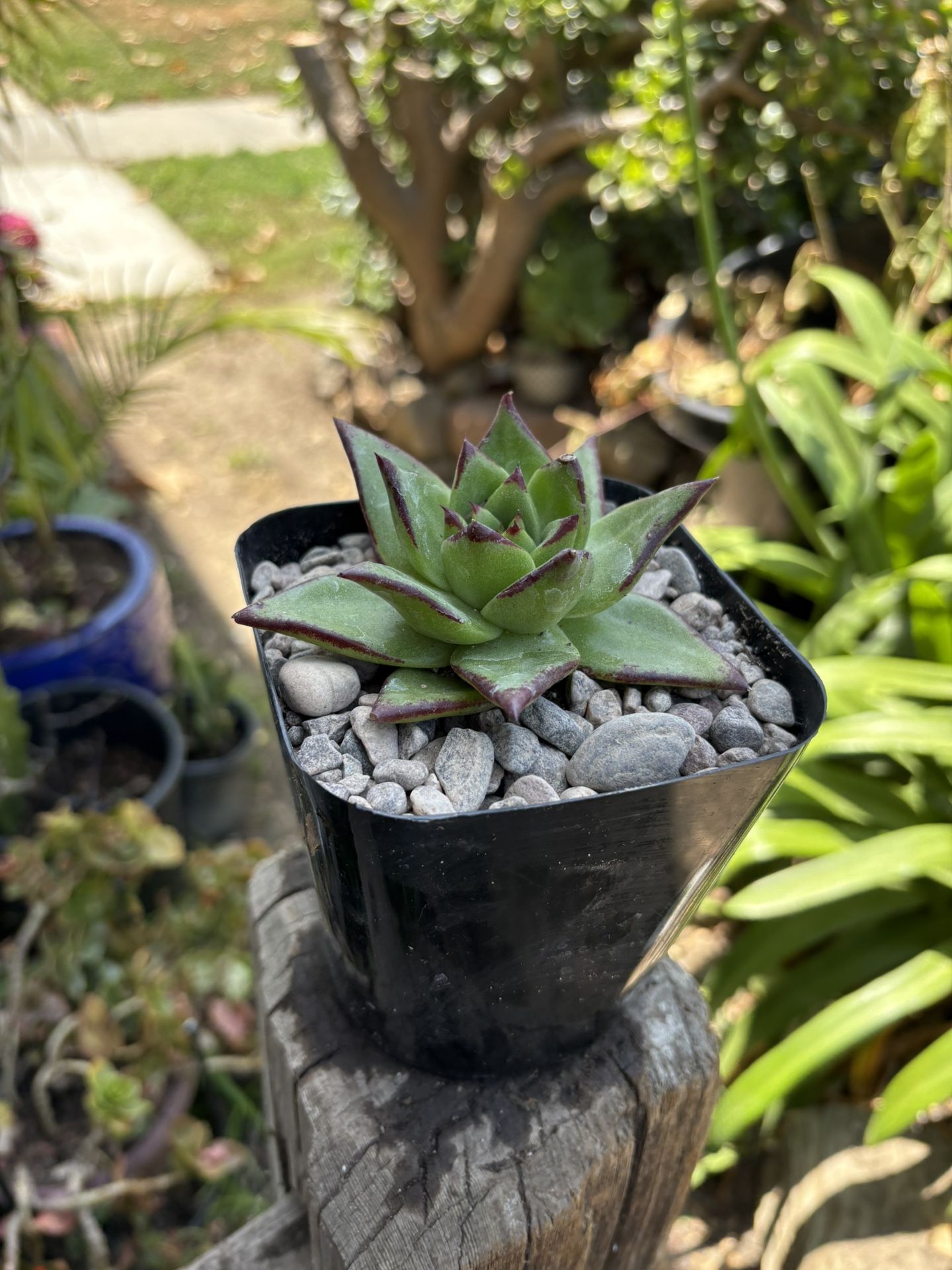 Succulents