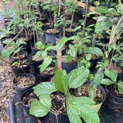 Pasion fruit tree