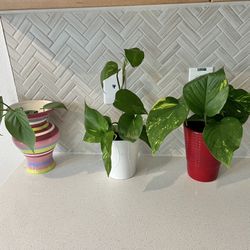 Pothos Plants