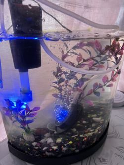 Pescera De 3 Galones