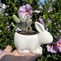Bunny Ear Cactus In Bunny Pot 