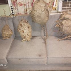 Nest  Hornet / Wasp.  (5)