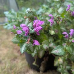 Beautiful Flowering Outdoor Plants