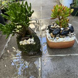 Suculentas En Rocas $20 Cada Una 