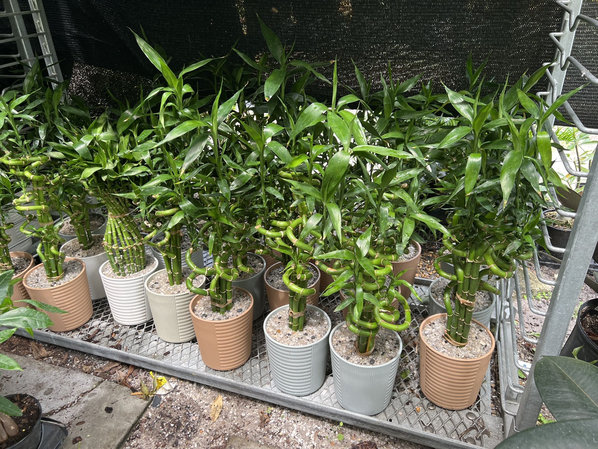 Lucky Bamboo In Ceramic Pot. SPECIAL PRICE 🤩