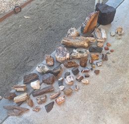 Petrified Wood Collection For Sale With 3 Fossils
