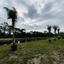 Royals Palms 25 Galones 10 - 12 ft 