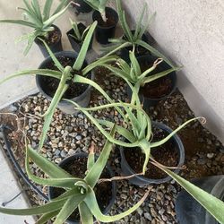 Aloe Vera Plant FREE