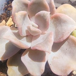 Succulents Plants Echeveria Crispy Beauty Pick Up  Only