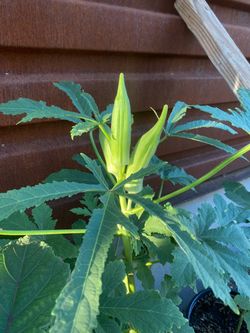 Okra - Red and Green Varieties