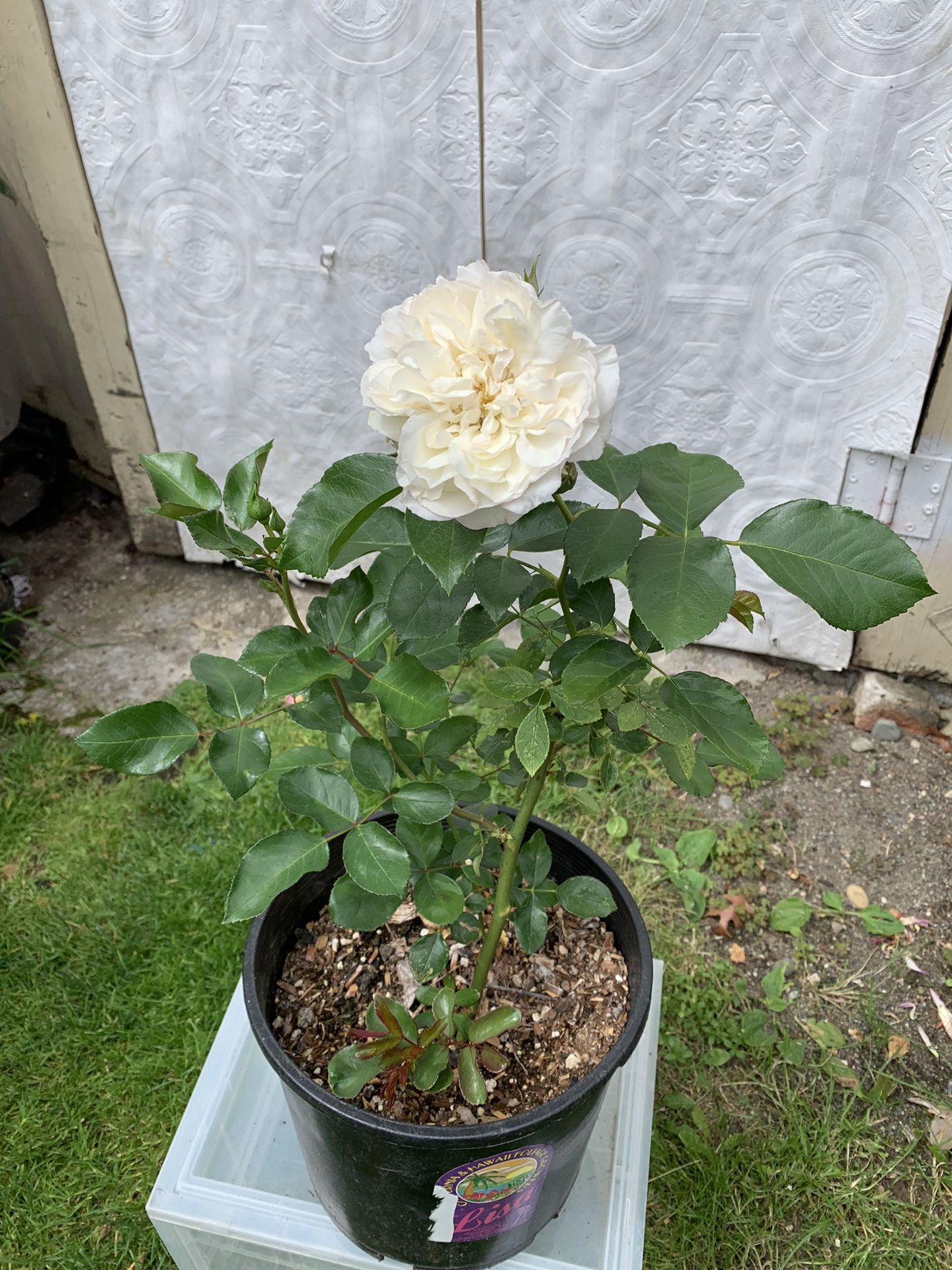 Fragrant rose